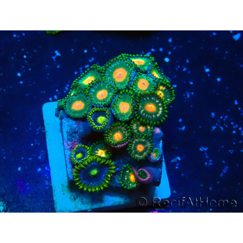 WYSIWYG - ZoanthusMarikultur Indo akklimatisiert unter LED