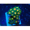 WYSIWYG - Zoanthus 14S5 Mariculture Indo Acclimaté sous led