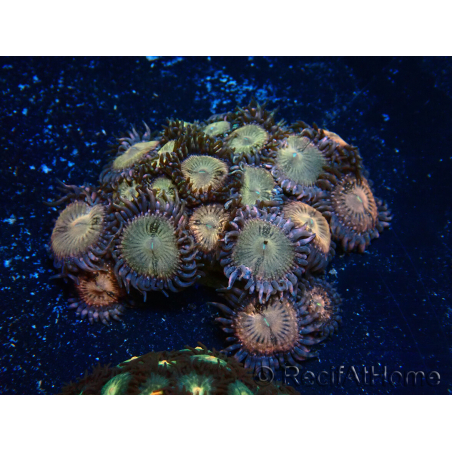 WYSIWYG - Zoanthus Indo Mariculture Acclimated under LED