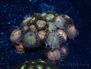 WYSIWYG - Zoanthus Mariculture Indo Acclimaté sous led