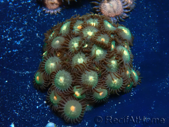 WYSIWYG - Zoanthus Mariculture Indo Acclimaté sous led