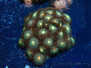 WYSIWYG - Zoanthus Mariculture Indo Acclimaté sous led