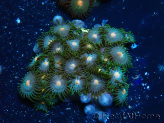 WYSIWYG - Zoanthus Maricultura Indo Aclimatado bajo LED