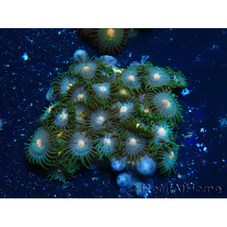 WYSIWYG - Zoanthus Maricoltura Indo Acclimatato sotto led