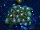 WYSIWYG - Zoanthus Maricultura Indo Aclimatado bajo LED