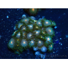 WYSIWYG - Zoanthus 14A4 Mariculture Indo Acclimaté sous led