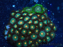 WYSIWYG - Zoanthus 14A5 Mariculture Indo Acclimaté sous led