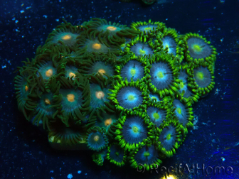 WYSIWYG - Zoanthus Indo Mariculture Acclimated under LED