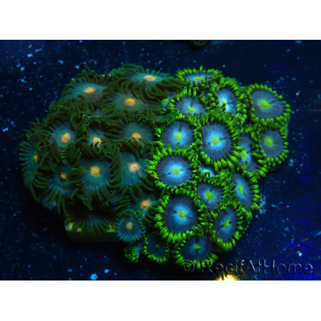 WYSIWYG - Zoanthus Mariculture Indo Acclimaté sous led