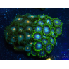 WYSIWYG - Zoanthus 14A6 Mariculture Indo Acclimaté sous led
