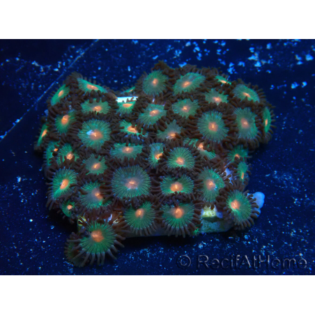 WYSIWYG - Zoanthus 14B1 Mariculture Indo Acclimaté sous led
