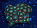 WYSIWYG - Zoanthus 14B1 Mariculture Indo Acclimaté sous led