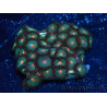 WYSIWYG - Zoanthus 14B1 Mariculture Indo Acclimaté sous led