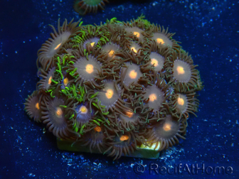 WYSIWYG - Zoanthus Maricultura Indo Aclimatado bajo LED
