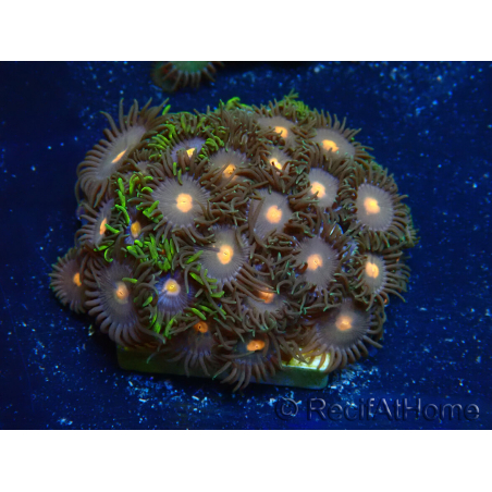 WYSIWYG - Zoanthus Mariculture Indo Acclimated under LED