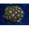 WYSIWYG - Zoanthus 14B2 Mariculture Indo Acclimaté sous led