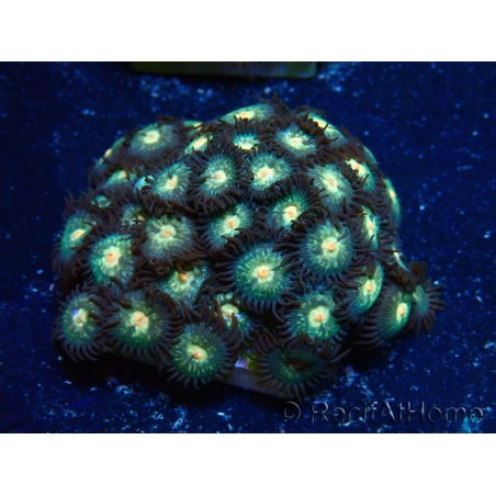 WYSIWYG - Zoanthus Maricultura Indo Aclimatado bajo led