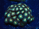 WYSIWYG - Zoanthus Mariculture Indo Acclimaté sous led