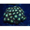 WYSIWYG - Zoanthus Mariculture Indo Acclimated under LED