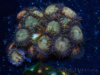 WYSIWYG - Zoanthus Mariculture Indo Acclimaté sous led