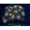 WYSIWYG - Zoanthus Indo Mariculture Acclimated under LED