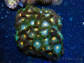 WYSIWYG - Zoanthus Maricultura Indo Aclimatado bajo led