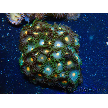 WYSIWYG - Zoanthus 14B5 Mariculture Indo Acclimaté sous led