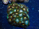 WYSIWYG - Zoanthus 14B5 Mariculture Indo Acclimaté sous led