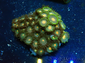 WYSIWYG - Zoanthus Mariculture Indo Acclimaté sous led