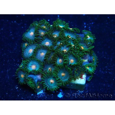 WYSIWYG - Zoanthus Mariculture Indo Acclimaté sous led