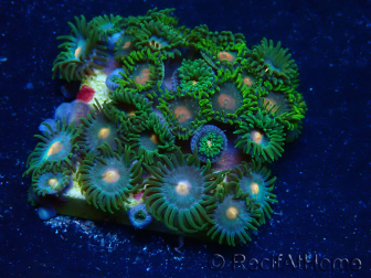 WYSIWYG - Zoanthus Mariculture Indo Acclimated under LED