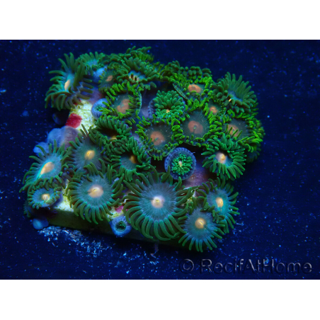 WYSIWYG - Zoanthus Maricultura Indo Aclimatado bajo LED