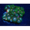 WYSIWYG - Zoanthus 14C2 Mariculture Indo Acclimaté sous led