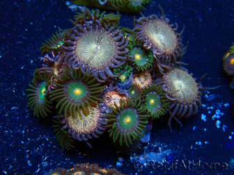 WYSIWYG - Zoanthus Maricoltura Indo acclimatato sotto led