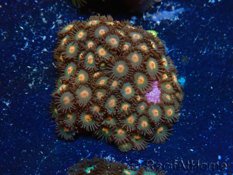 WYSIWYG - Zoanthus Mariculture Indo Acclimaté sous led