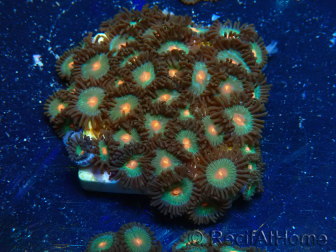 WYSIWYG - Zoanthus Maricultura Indo Acclimatato sotto led