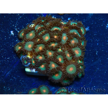 WYSIWYG - Zoanthus Maricultura Indo Aclimatado bajo LED