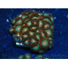 WYSIWYG - Zoanthus Maricultura Indo Acclimatato sotto led