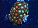 WYSIWYG - Zoanthus 14D1 Mariculture Indo Acclimaté sous led