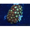 WYSIWYG - Zoanthus Maricoltura Indo Acclimatato sotto led
