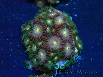 WYSIWYG - Zoanthus 14D2 Mariculture Indo Acclimaté sous led
