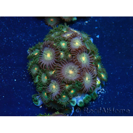 WYSIWYG - Zoanthus Maricultura Indo Acclimatato sotto led