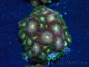 WYSIWYG - Zoanthus Mariculture Indo Acclimaté sous led