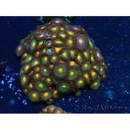 WYSIWYG - Zoanthus Maricultura Indo Acclimatato sotto led