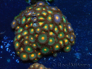 WYSIWYG - Zoanthus Indo Mariculture Acclimated under LED