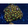 WYSIWYG - Zoanthus Mariculture Indo Acclimaté sous led