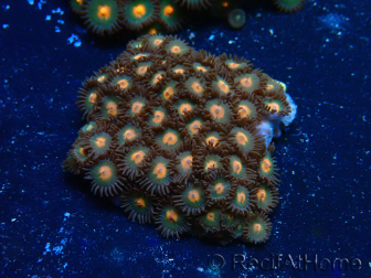 WYSIWYG - Zoanthus 14D4 Mariculture Indo Acclimaté sous led