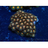 WYSIWYG - Zoanthus Indo Mariculture Acclimated under LED