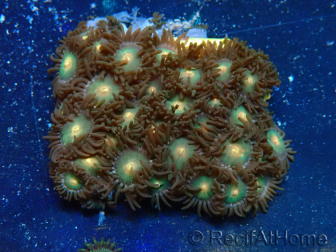 WYSIWYG - Zoanthus 14D5 Mariculture Indo Acclimaté sous led