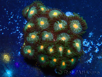 WYSIWYG - Zoanthus Maricoltura Indo Acclimatato sotto LED
